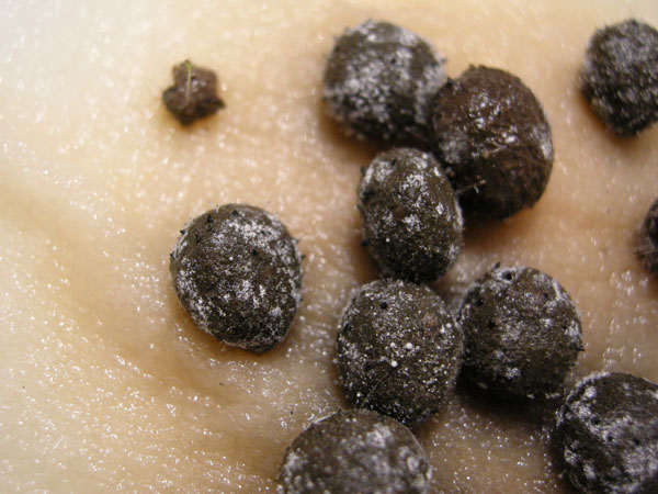 Представитель Класса Sordariomycetes